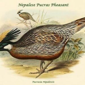 Pucrasia Nipalensis - Nepalese Pucras Pheasant by John Gould - Art Print