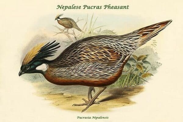 Pucrasia Nipalensis - Nepalese Pucras Pheasant by John Gould - Art Print