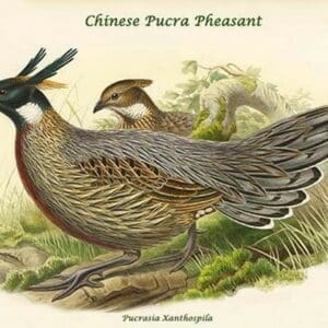 Pucrasia Xanthospila - Chinese Pucra Pheasant by John Gould - Art Print