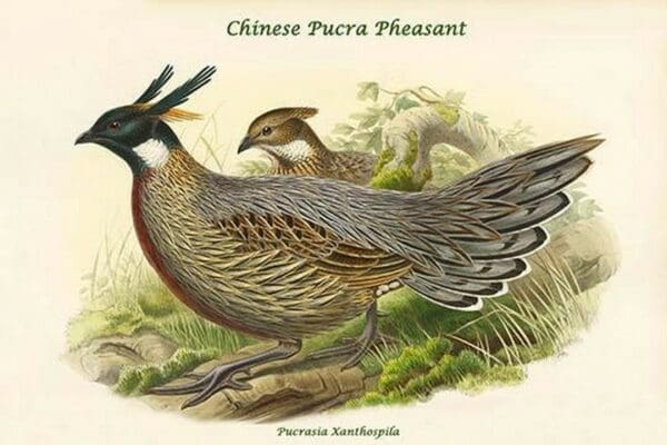 Pucrasia Xanthospila - Chinese Pucra Pheasant by John Gould - Art Print