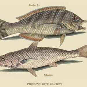 Pudding Wife Wrasse & Carolina Whiting by Mark Catesby #2 - Art Print