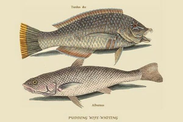 Pudding Wife Wrasse & Carolina Whiting by Mark Catesby #2 - Art Print