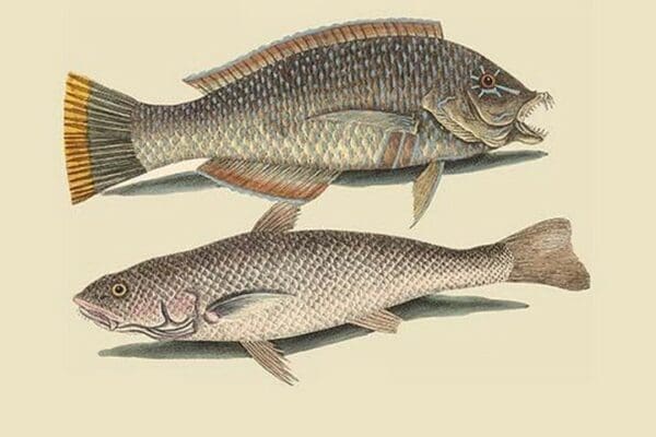 Pudding Wife Wrasse & Carolina Whiting by Mark Catesby - Art Print