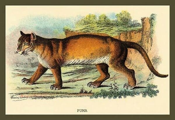 Puma by Sir William Jardine - Art Print