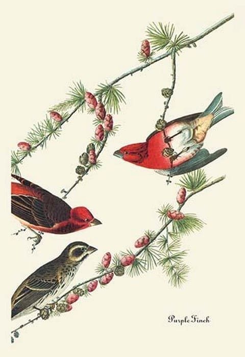 Purple Finch by John James Audubon - Art Print