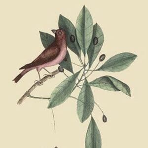 Purple Finch by Mark Catesby #2 - Art Print