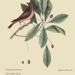 Purple Finch by Mark Catesby - Art Print