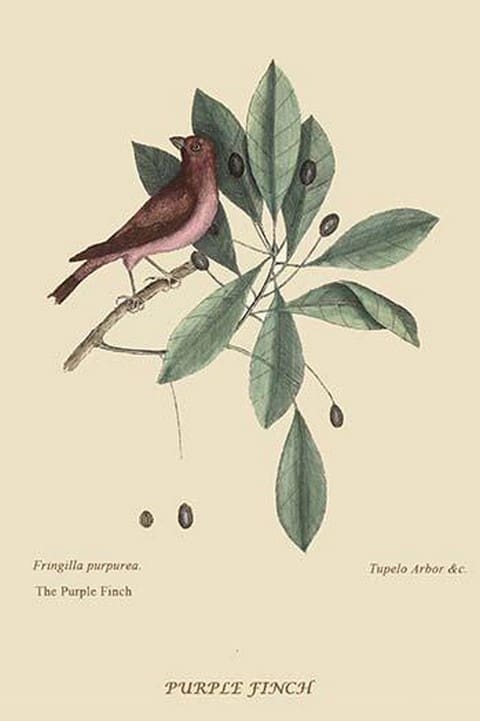 Purple Finch by Mark Catesby - Art Print