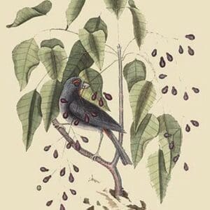 Purple Grosbeak by Mark Catesby #2 - Art Print