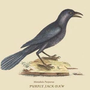 Purple Jackdaw by Mark Catesby #2 - Art Print