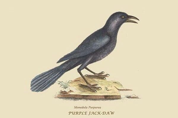 Purple Jackdaw by Mark Catesby #2 - Art Print