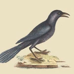 Purple Jackdaw by Mark Catesby - Art Print