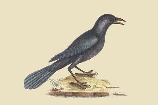 Purple Jackdaw by Mark Catesby - Art Print