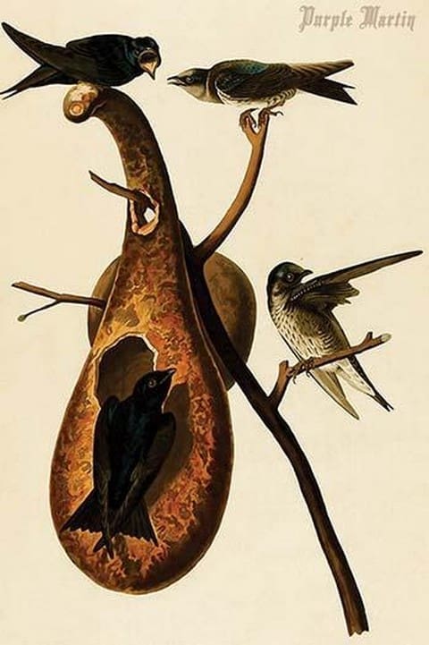 Purple Martin by John James Audubon - Art Print