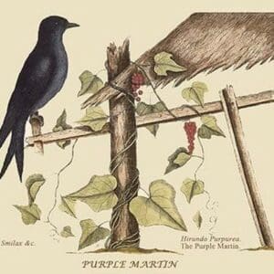 Purple Martin by Mark Catesby #2 - Art Print