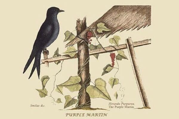 Purple Martin by Mark Catesby #2 - Art Print