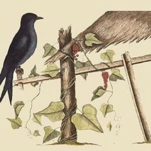 Purple Martin by Mark Catesby - Art Print