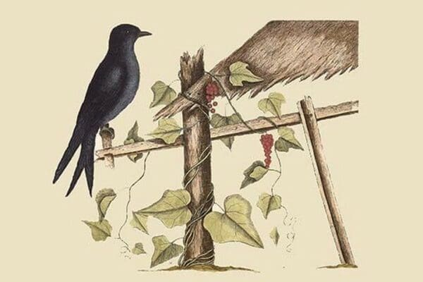 Purple Martin by Mark Catesby - Art Print