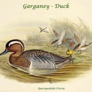 Querquedula Circia - Garganey - Duck by John Gould - Art Print