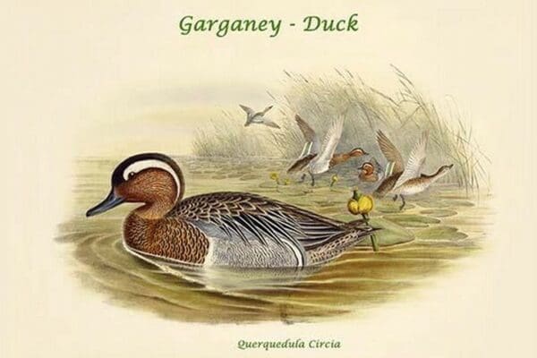 Querquedula Circia - Garganey - Duck by John Gould - Art Print