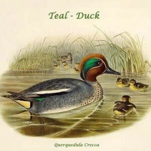 Querquedula Crecca - Teal - Duck by John Gould - Art Print