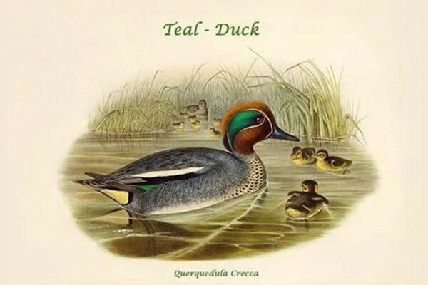 Querquedula Crecca - Teal - Duck by John Gould - Art Print