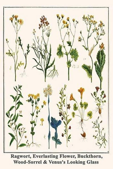Ragwort