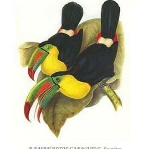 Rainbow or Keel Billed Toucan by John Gould #2 - Art Print