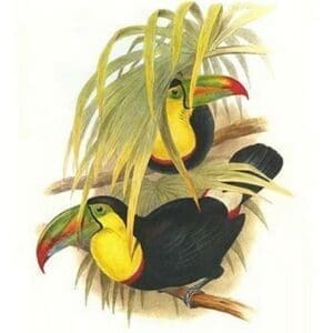 Rainbow or Keel Billed Toucan by John Gould #3 - Art Print