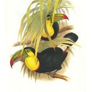 Rainbow or Keel Billed Toucan by John Gould #4 - Art Print