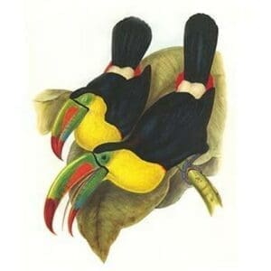 Rainbow or Keel Billed Toucan by John Gould - Art Print