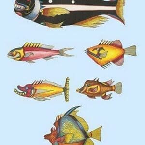 Rarest Curiosities of the Fish of the Indies by Louis Renard 1 - Art Print