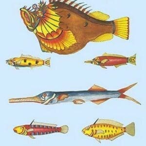 Rarest Curiosities of the Fish of the Indies by Louis Renard #2 - Art Print