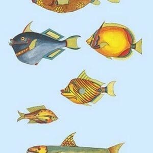 Rarest Curiosities of the Fish of the Indies by Louis Renard #22 - Art Print