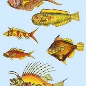 Rarest Curiosities of the Fish of the Indies by Louis Renard #23 - Art Print