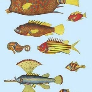 Rarest Curiosities of the Fish of the Indies by Louis Renard #24 - Art Print