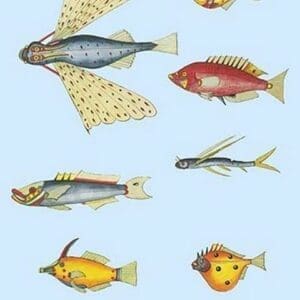 Rarest Curiosities of the Fish of the Indies by Louis Renard #25 - Art Print