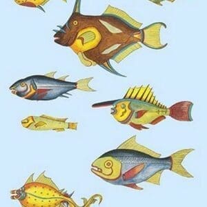 Rarest Curiosities of the Fish of the Indies by Louis Renard #28 - Art Print