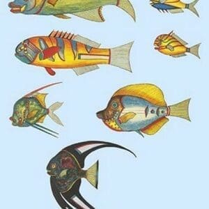 Rarest Curiosities of the Fish of the Indies by Louis Renard 3 - Art Print