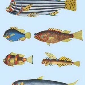 Rarest Curiosities of the Fish of the Indies by Louis Renard #32 - Art Print