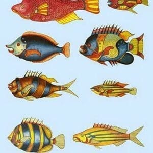 Rarest Curiosities of the Fish of the Indies by Louis Renard #34 - Art Print