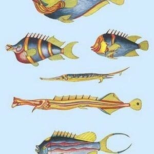 Rarest Curiosities of the Fish of the Indies by Louis Renard #36 - Art Print