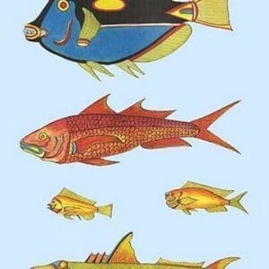 Rarest Curiosities of the Fish of the Indies by Louis Renard #41 - Art Print