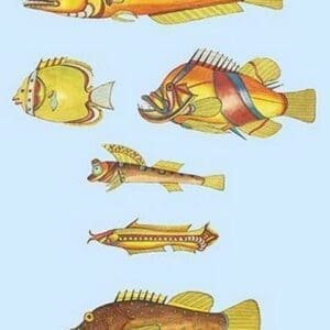 Rarest Curiosities of the Fish of the Indies by Louis Renard #44 - Art Print