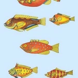 Rarest Curiosities of the Fish of the Indies by Louis Renard #48 - Art Print