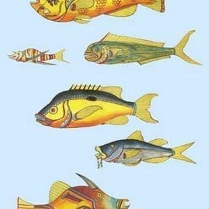 Rarest Curiosities of the Fish of the Indies by Louis Renard #50 - Art Print