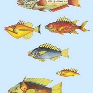 Rarest Curiosities of the Fish of the Indies by Louis Renard #51 - Art Print