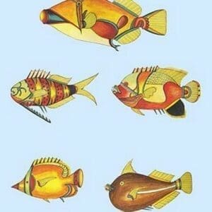 Rarest Curiosities of the Fish of the Indies by Louis Renard #52 - Art Print