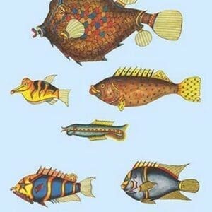 Rarest Curiosities of the Fish of the Indies by Louis Renard #53 - Art Print