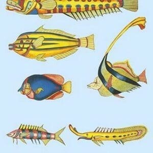 Rarest Curiosities of the Fish of the Indies by Louis Renard #55 - Art Print